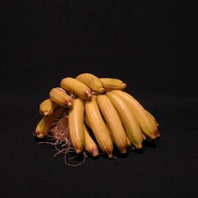 bananentros