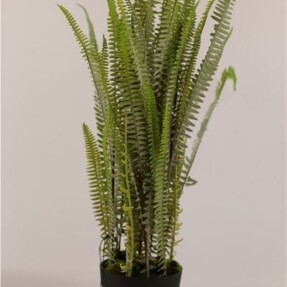 bostonfern