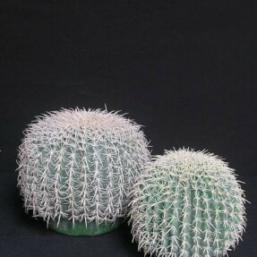 cactusbolcm