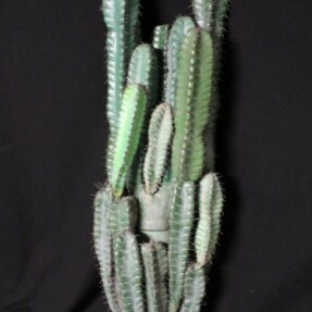 cactusgroendik rotated