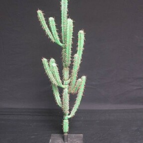 cactusgroenmetzijarmen