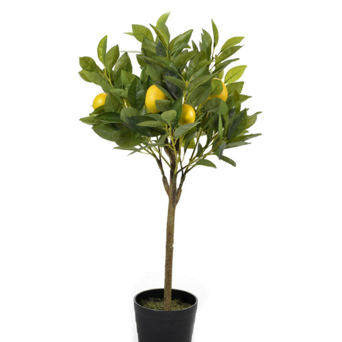 citrusboom