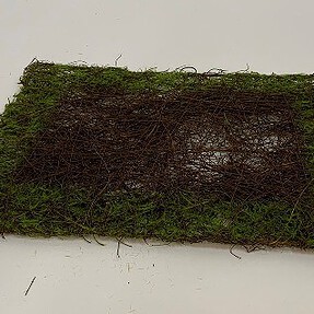 cushionwithmoss