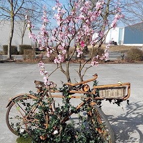 fietsbloesemboom