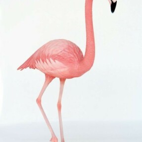 flamingo