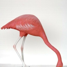 flamingoheaddown