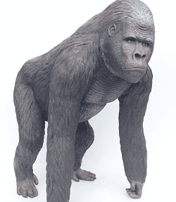 gorilla