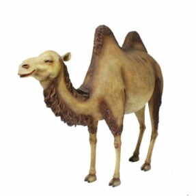 kameelgroot