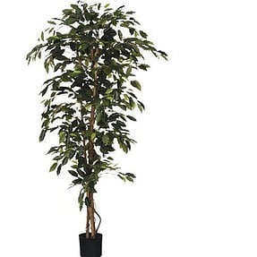 kunstplantficus