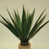mexuca