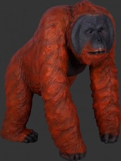 orangutan