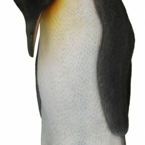 penguinmale