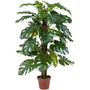 philodendron