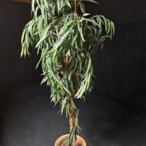 plantgroenpot rotated