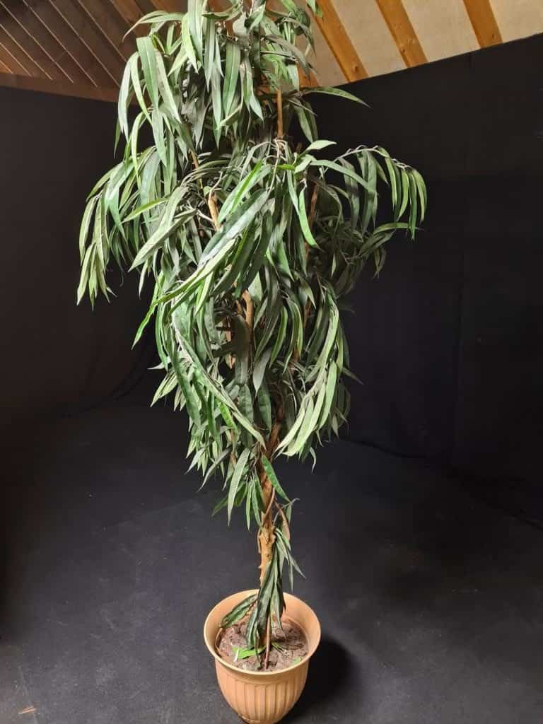 plantgroenpot rotated