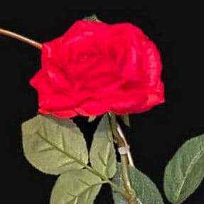 roosrood  