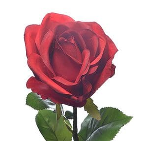 rosemonica 