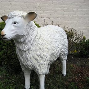 schaap