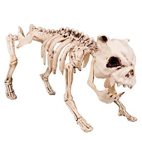 skelethond