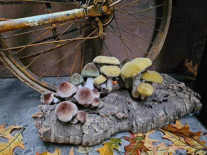 stronkpaddenstoelen