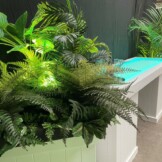 tuinplaattropplant