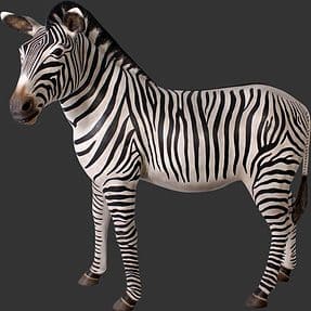 zebra