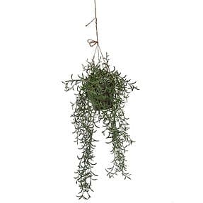 hangplant