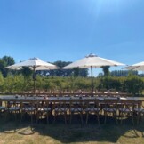 Parasol wit