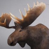 Moose - Afbeelding 2