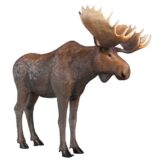 Moose
