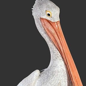 Pelican