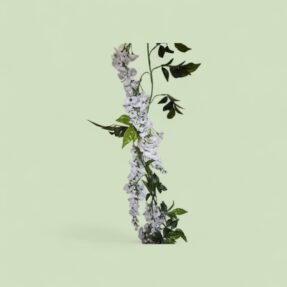 Slinger wisteria wit